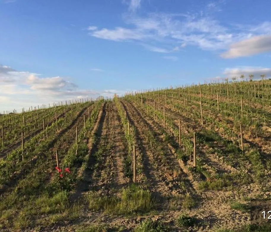 Cordella In Valdorcia Truffle And Olive Oil Resort Montalcino